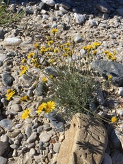 Thymophylla pentachaeta hartwegii