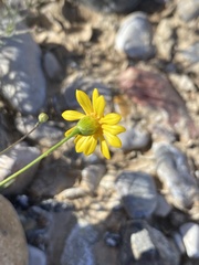 Thymophylla pentachaeta hartwegii