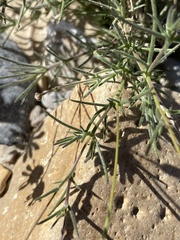Thymophylla pentachaeta hartwegii