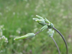 Cerastium perfoliatum