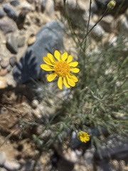 Thymophylla pentachaeta hartwegii