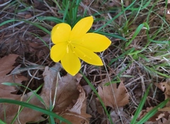 Sternbergia lutea lutea