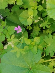 Geranium molle
