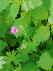 Geranium molle