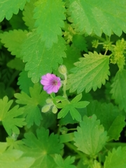 Geranium molle