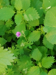 Geranium molle
