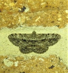 Psilalcis isombra