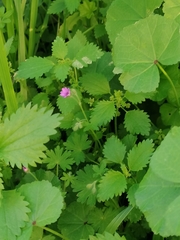 Geranium molle