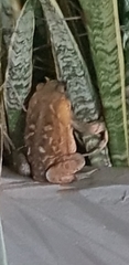 Anura