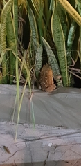 Anura