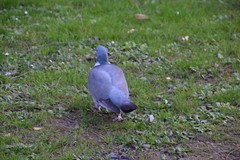 Columba palumbus