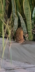 Anura