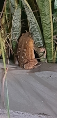 Anura
