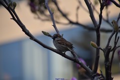 Passer domesticus