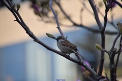 Passer domesticus