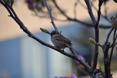 Passer domesticus