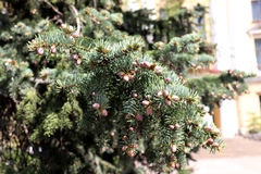 Picea pungens