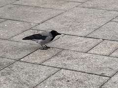 Corvus cornix