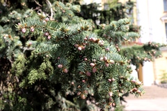 Picea pungens