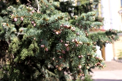 Picea pungens