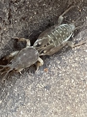 Neoscapteriscus borellii