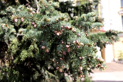 Picea pungens
