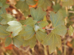 Acer