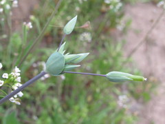 Cerastium perfoliatum