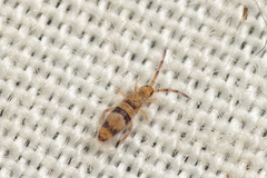Entomobrya triangularis