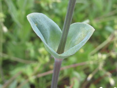 Cerastium perfoliatum