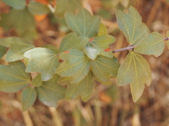 Acer