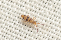Entomobrya triangularis