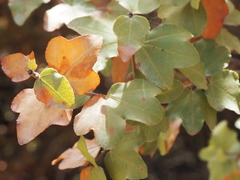 Acer