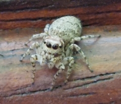 Tusitala