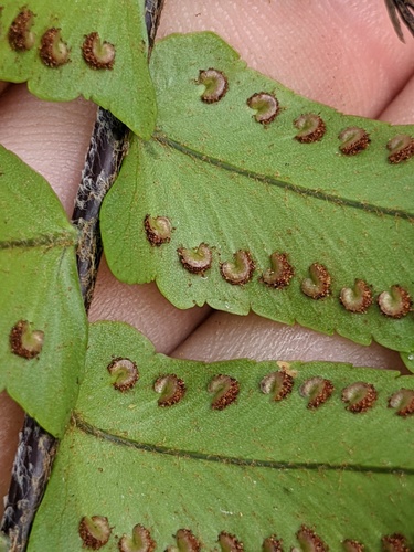 Nephrolepis exaltata