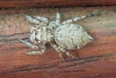 Tusitala