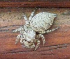 Tusitala