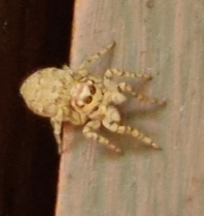 Tusitala