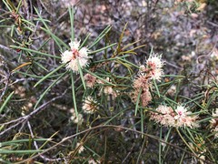 Hakea mitchellii