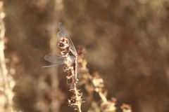 Erythrodiplax basifusca