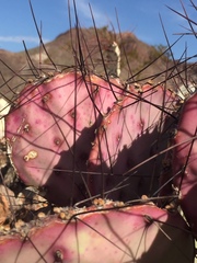 Opuntia azurea