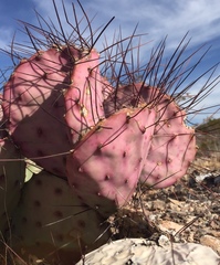 Opuntia azurea