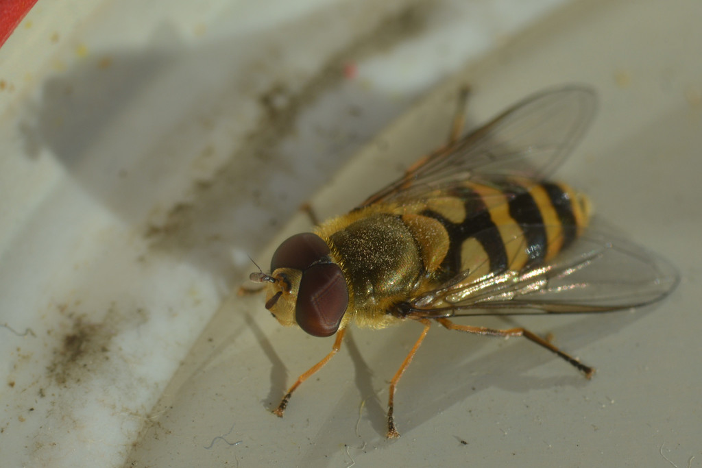 Common Flower Fly from Nottingham, UK on November 28, 2021 at 12:14 PM ...