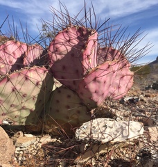 Opuntia azurea