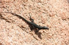 Archaeolacerta bedriagae