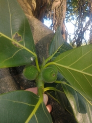 Ficus