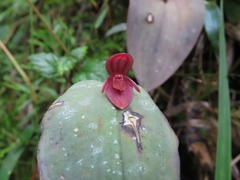 Pleurothallis giraldoi