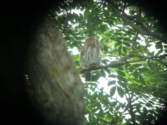 Glaucidium siju