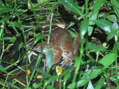 Limnonectes macrodon