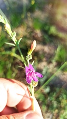 Penstemon californicus